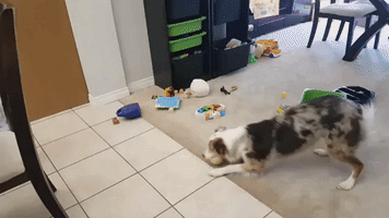 Baby and Dog Play Catch; Baby Criticizes Dog's Throwing