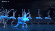 reverse swan lake GIF