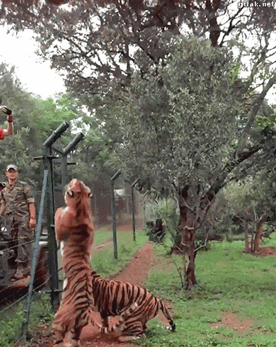 jump tiger GIF