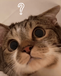 Whats Going On What GIF