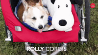 Rolly Corgis
