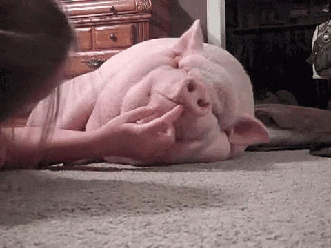 peppa pig GIF