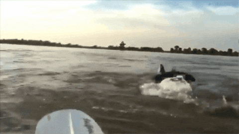 CreatureFeatures giphygifmaker GIF