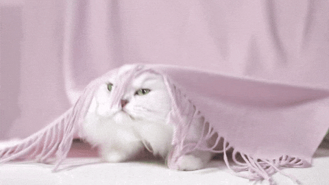 Fancyfeast GIF by PurinaUS