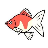 Swim Goldfish Sticker by とある女のメダカ暮らし-a medaka life  of certain woman-