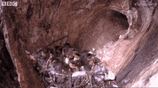 fall uk GIF by BBC Earth