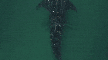 Could This Be Our 'El Demonio Negro'