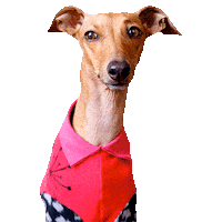 Italian Greyhound Side Eye Sticker by Iggy Joey