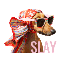 Italian Greyhound Icon Sticker by Iggy Joey