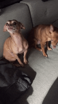 puppy love dog GIF by Gottalotta