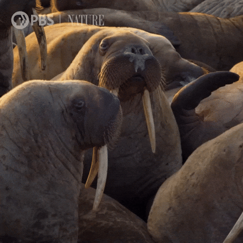 Bored Pbs Nature GIF by Nature on PBS