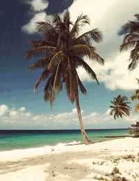 sexy palm tree GIF by Wantering