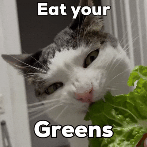 Cat Salad GIF