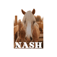 Nash Sticker by All Seated in a Barn