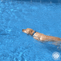 I Got It Dogs GIF by American Kennel Club
