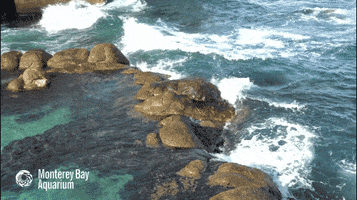 sea ocean GIF by Monterey Bay Aquarium