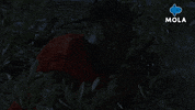 War Movie GIF by MolaTV