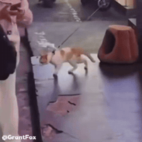 Michael Jackson Dance GIF