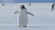 penguin GIF