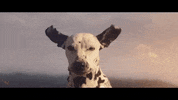 dog flying GIF by ADWEEK