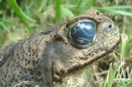 eye frog GIF