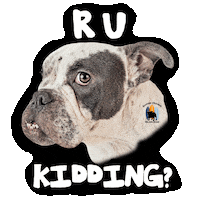 English Bulldog Seriously Sticker by Southern California Bulldog Rescue