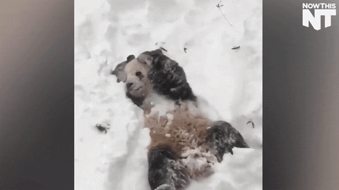 snow day GIF by NowThis 