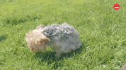 Puppies International Dog Day GIF by BuzzFeed
