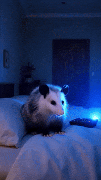 Kohl Laren GIF