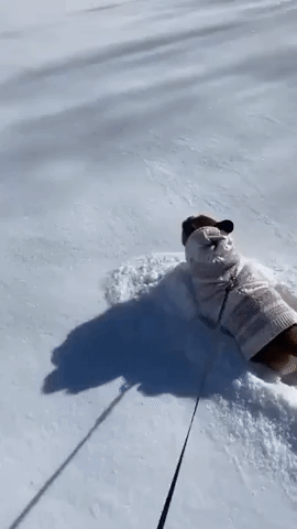 Frenchie Bounds Through Fresh Snow in DC Suburb