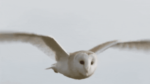 AnimalsForYou giphygifmaker GIF