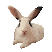 rabbit STICKER by imoji