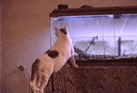 Cats Lol GIF by AFV Pets
