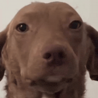 Smirk Dogsmile GIF by Respective