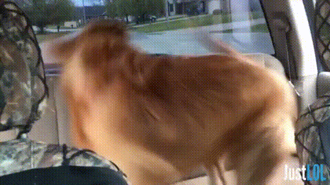 try not to laugh golden retriever GIF by Unreel Entertainment