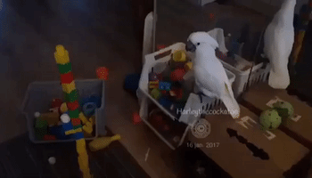 Plastic Cup Towers no Match for Confident Cockatoo