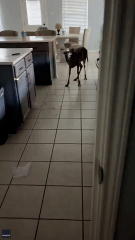 Woman Finds Deer in Her Kitchen