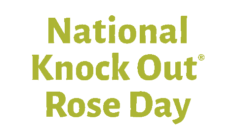 Knockout Sticker by Star Roses and Plants