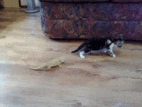 run nonono ohh GIF