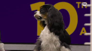 Dogs Puppy GIF by Westminster Kennel Club