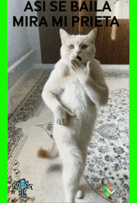 Feliz Se Baila GIF by Murcianys LLC