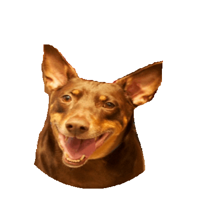 corgi STICKER by imoji