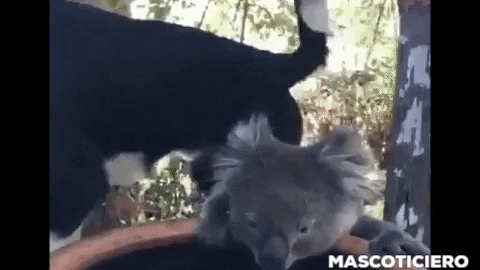 urieitsel giphygifmaker perro comparte agua GIF