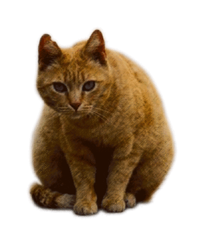 PiramidStudio giphyupload cat sticker covid GIF