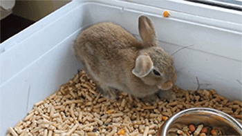 lapin