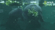 GIF by Nat Geo Wild 