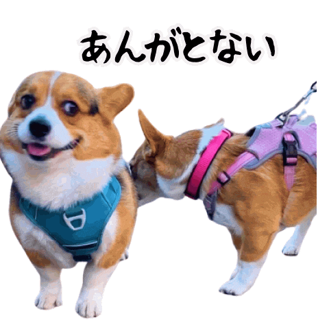 Corgi Milo Sticker