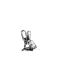 faunakids bunny rabbit fauna faunaie Sticker