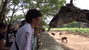 kyutae oppa GIF