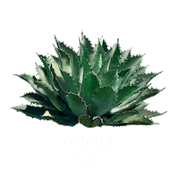 Maguey Tobala Sticker by Convite Mezcal